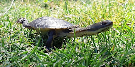 Imagem principal de Turtle Tracker Training