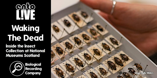 Primaire afbeelding van Waking The Dead: Inside the Insect Collection at National Museums Scotland