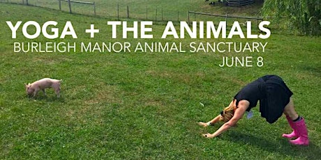 Yoga + The Animals primary image