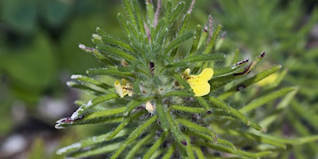 Arable Plants Walk at Langley Vale Wood