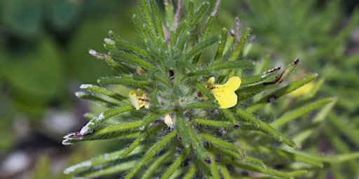 Hauptbild für Arable Plants Walk at Langley Vale Wood