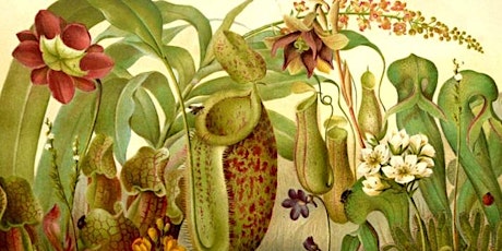 Hauptbild für Carnivorous Plants