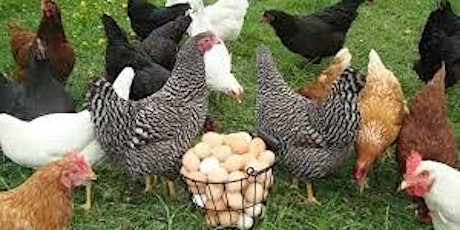 Backyard Chickens - Tips, Advice and Beginners Guide primary image