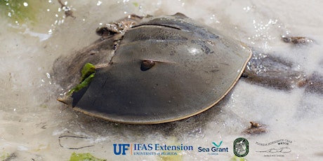 Primaire afbeelding van Charlotte County Florida Horseshoe Crab Watch