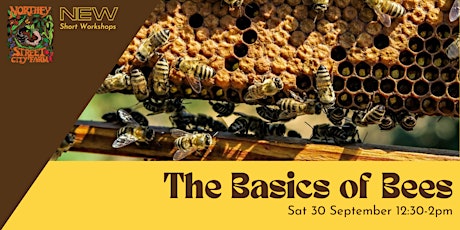 Hauptbild für The Basics of Bees