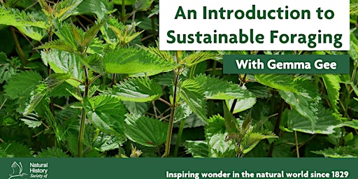 An Introduction to Sustainable Foraging  primärbild