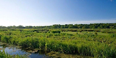Primaire afbeelding van NWT Thorpe Marshes guided walk (EDU OTHER)
