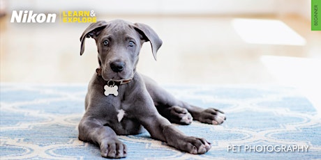 Nikon Learn & Explore | Pet Photography primary image