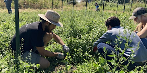 Volunteer at 21 Acres: Farm Stewardship primary image
