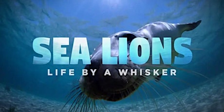 Sea Lions: Life by a Whisker - Movie screening and live Q&A primary image