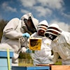 Logotipo da organização Dartmoor Beekeeping