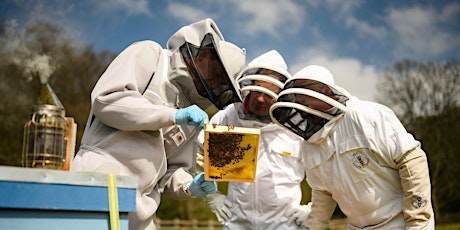 Hauptbild für Three Saturday's Beginners Beekeeping Course September