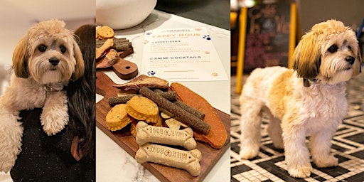 Yappy Hour at Le Meridien St. Louis Clayton primary image
