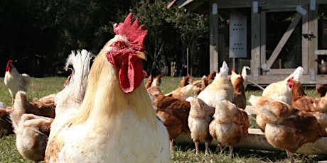 Summer Basic Backyard Chicken Workshop primary image