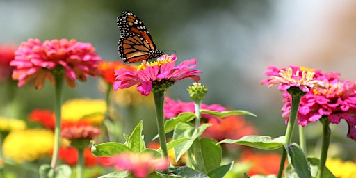 Imagen principal de Butterfly and Pollinator Gardening
