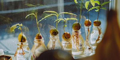 Primaire afbeelding van Microgreens & Growing  Food From Waste