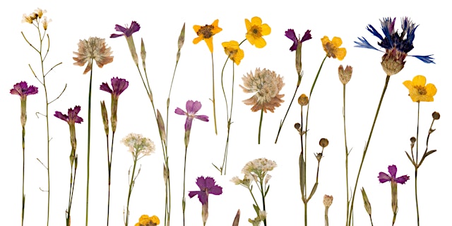 Image principale de Flower Pressing & Decoupage Workshop