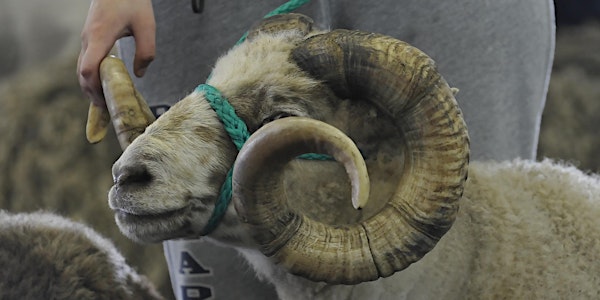 2019 Maryland Sheep & Wool Festival