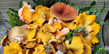 Foraging and Mushrooming Walk/Hike  primärbild