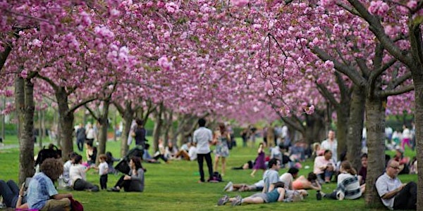 Cherry Blossom Festival at the Brooklyn Botanic Gardens