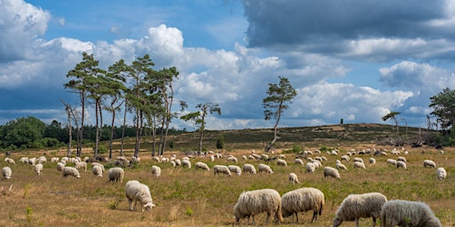 Immagine principale di ‘OpStap’ opzoek naar de kudde met lunch op de Lemelerberg 