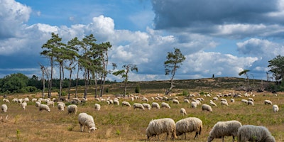 Primaire afbeelding van ‘OpStap’ opzoek naar de kudde met lunch op de Lemelerberg