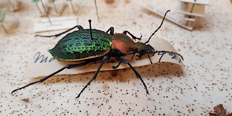 Hauptbild für Care and Conservation of Insect Collections