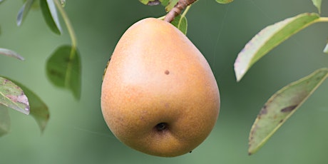 Hauptbild für Seminar Obstbaumschnitt - 23.03.2024