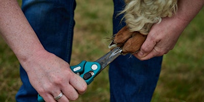 Alpaca Husbandry Course 1st June 2024 primary image