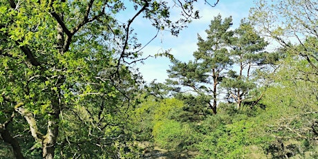 Primaire afbeelding van Bosbaden / Shinrin-Yoku / Forest Bathing - Amsterdamse Waterleidingduinen