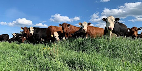 Imagen principal de VT Flood Relief Benefit: Moove Cows & Picnic in the Field at Snug Valley