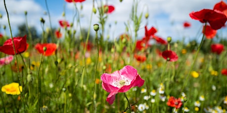 All Day Flower Photography Workshop at Breezy Knees Gardens