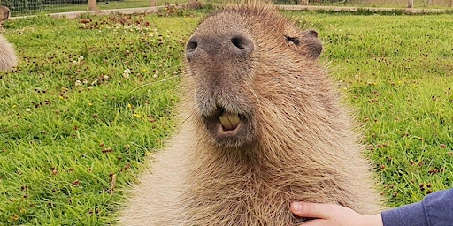 Capybara Experience primary image