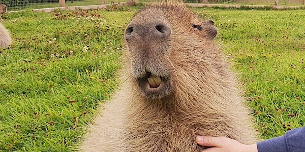 Capybara Experience