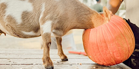 Pumpkin Carving with Goats!! primary image