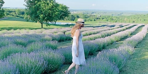 Primaire afbeelding van Pick Your Own Lavender & Paint - Avalon Farm