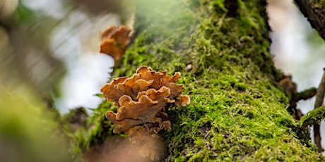 Invasive Species Removal and Tree Maintenance at Ardan Wood (Westmeath) primary image