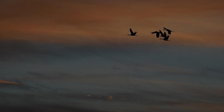 Hauptbild für Guided Sandhill Crane Tour