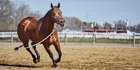 2019 Virginia Horse Festival primary image