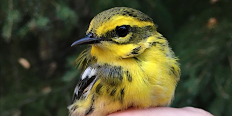 Songbird Banding  at the Beaverhill Bird Observatory (Fall 2023) primary image