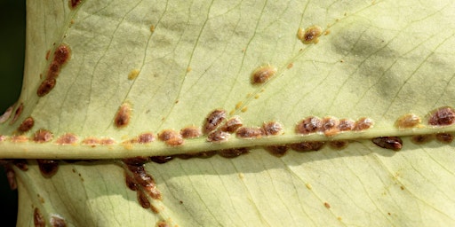 Hauptbild für Pests Workshop in UWS