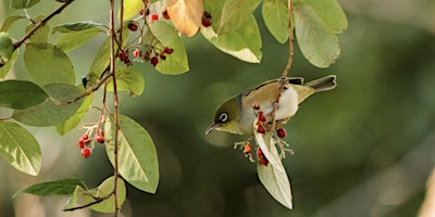 Imagem principal de Bird Life Observation Walk at  Rippon Lea Estate