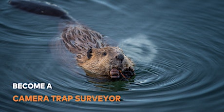 Imagem principal do evento Ealing Beaver Camera Trap Training