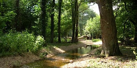 Imagen principal de Blashford Lakes: Family River Dipping