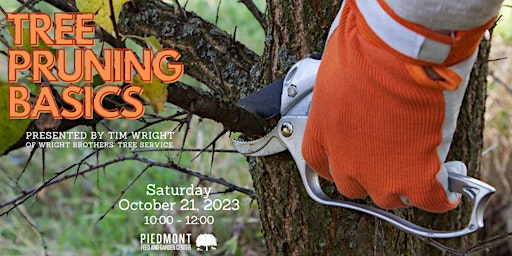 Tree Pruning Basics primary image
