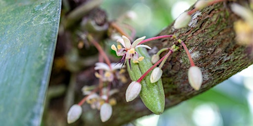 Hauptbild für Taller sobre propagación de cacao fino de aroma en sistemas agroforestales.