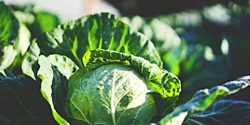 Imagem principal de Good to Grow: Grow Your Own Workshop - Crop protection, Salad & Brassica