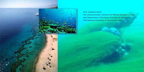 Why corals in the Gulf of Aqaba don't bleach in spite of warming ... primary image