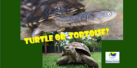 Turtle or Tortoise?? April School Holiday Program primary image