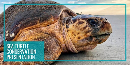 Imagem principal do evento Sea Turtle Conservation Presentation